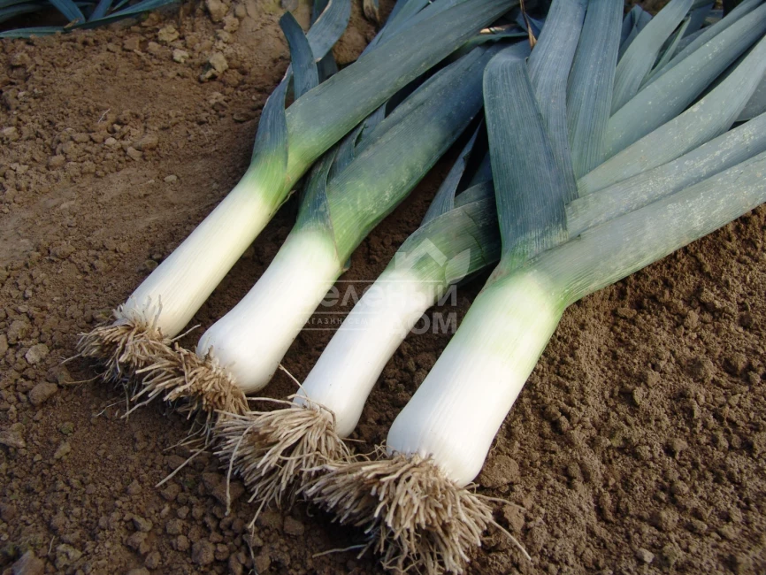 Титус / Titus,155-165 дней фото 1