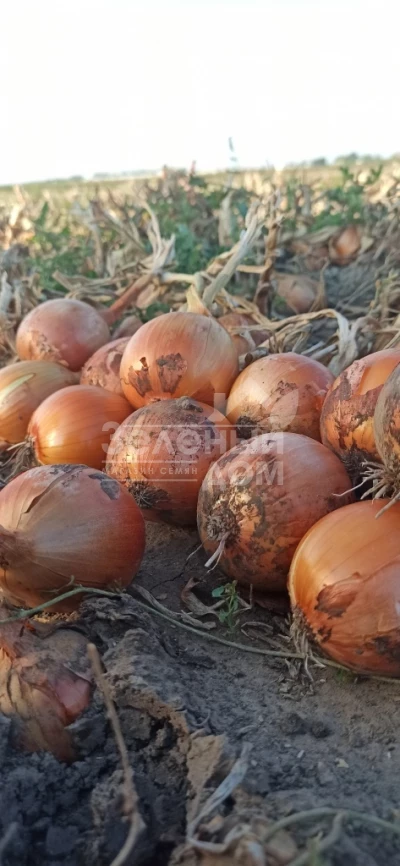 Доккер F1 / Dokker F1 фото 2