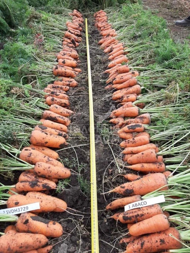 Абразо F1 / Abrazo F1,88–92 дня фото 1