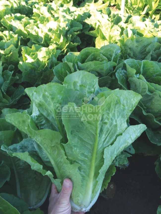 Мезкют / Mezquit фото 3