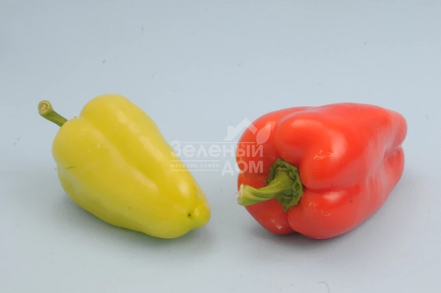 Асмик (LS 1309 F1) / Asmik (LS 1309 F1), 70-75 дней фото 1