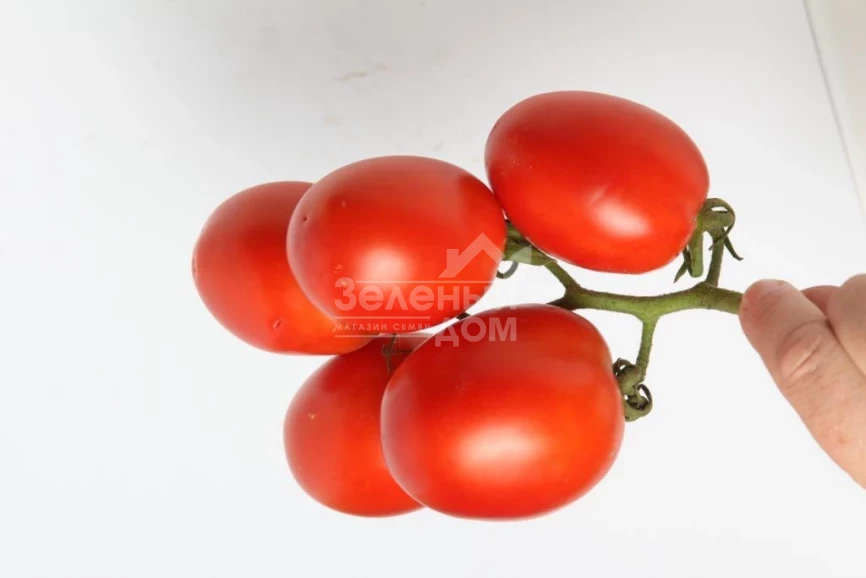 Ариозо F1 / Ariozo F1,110-120 дней фото 3