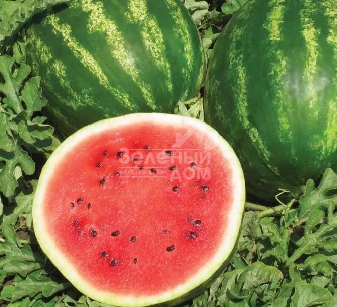 Талисман F1 / Talisman F1,62-65 дней фото 2