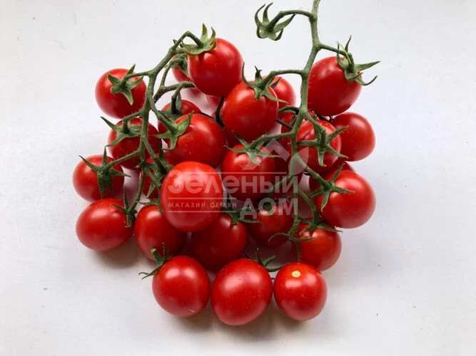 Дредд F1 / Dredd F1, 95 дней фото 1