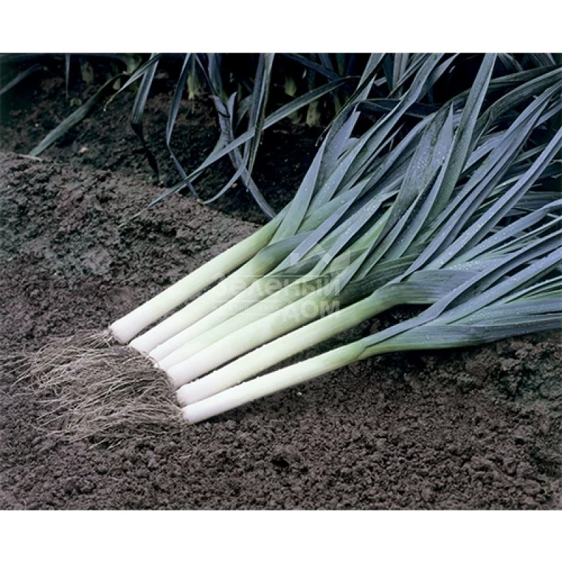 Старозагорский Камус / Starozagorskiy Camus,130-140 дней фото 1