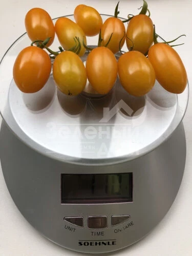 Миникин F1 / Minikin F1, 100 дней фото 3