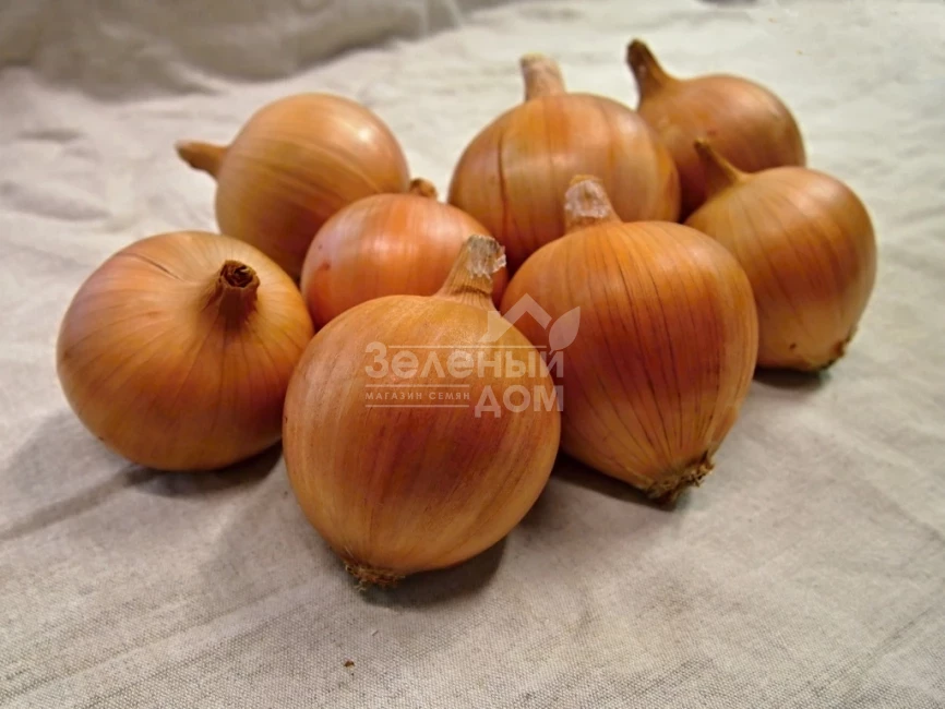 Амфора Голд F1 / Amfora Gold F1,135-140 дней фото 1