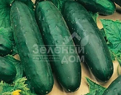 Рамзес F1 / Ramzes F1 фото 1