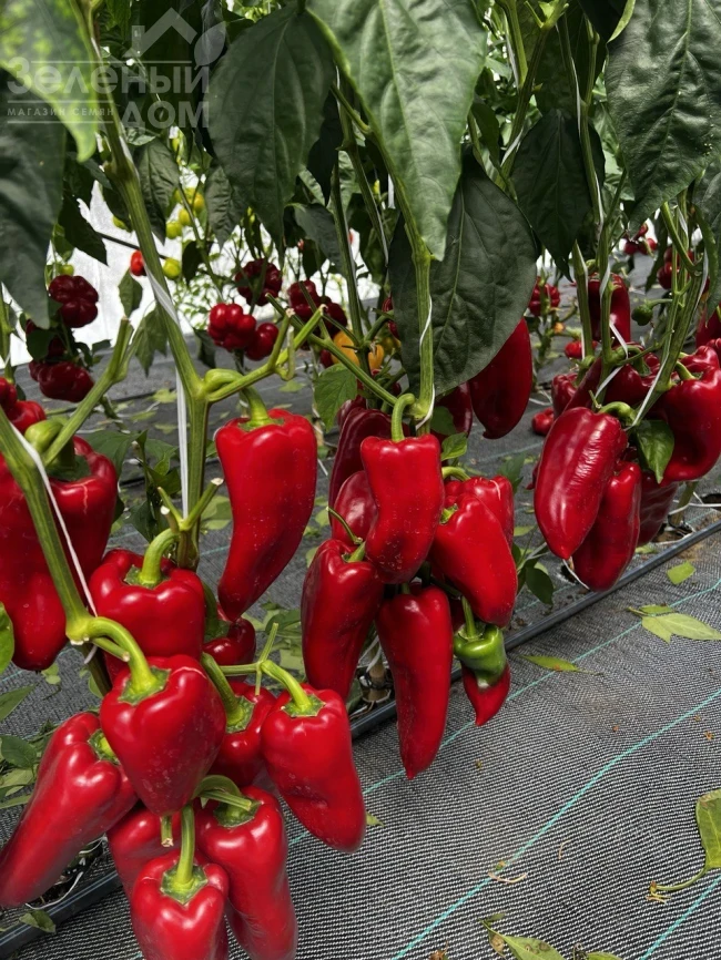 ТС 09-1433 F1 / TS 09-1433 F1  фото 1