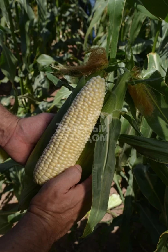 Николь F1 / Nicole F1, 70-72 дня фото 4