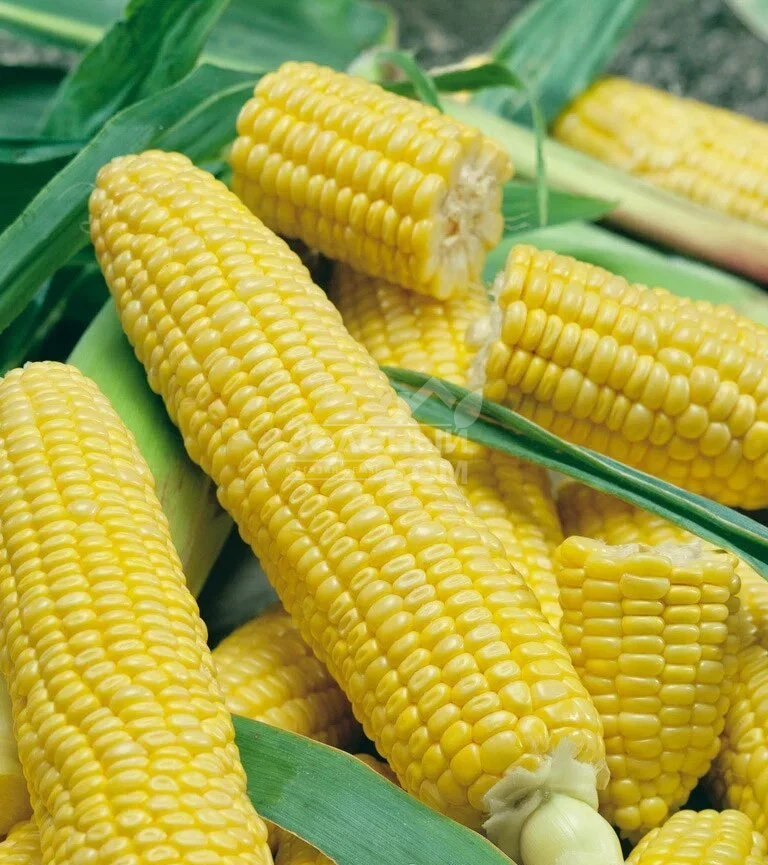 Луминокс F1 / Luminox F1,65-70 дней фото 1