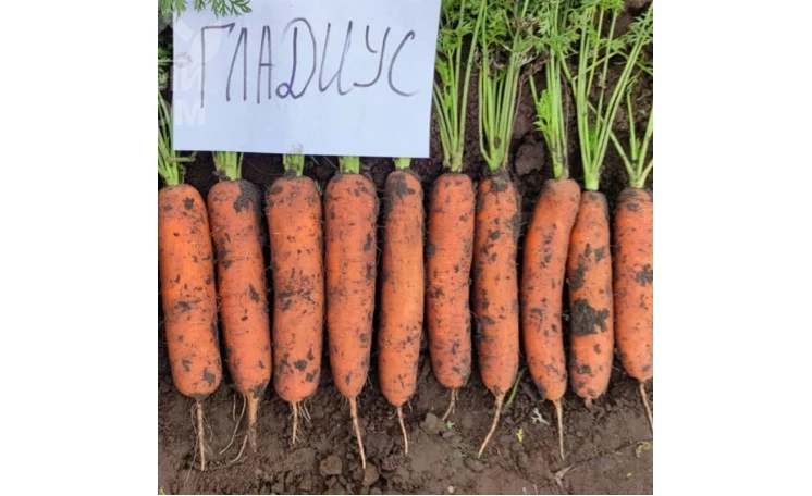 Гладиус F1 / Gladius F1, 120 дней фото 1