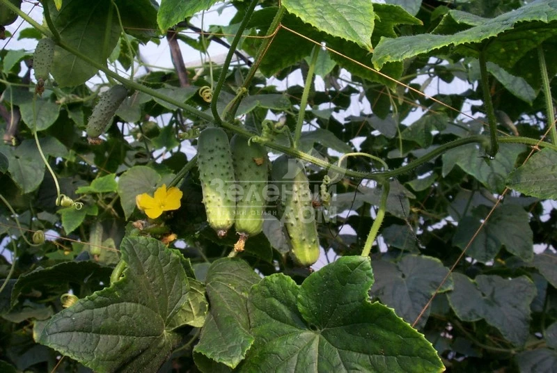 Соната F1 / Sonate F1,40-42 дня фото 1