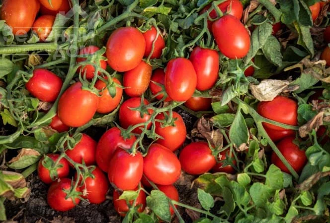 1648 F1 / 1648 F1, 115-120 дней фото 2