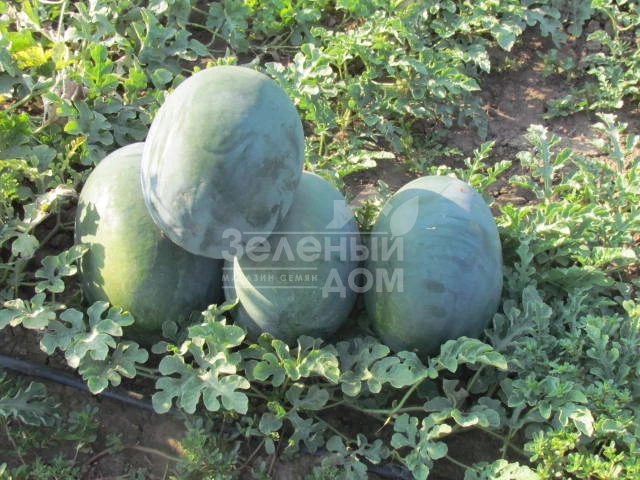 ЛС 1802 F1 / LS 1802 F1 фото 1