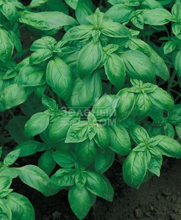 Дарк Грин / Dark Green фото 1