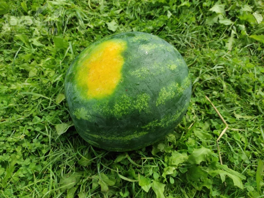 Зоря F1 / Zorya F1 фото 3