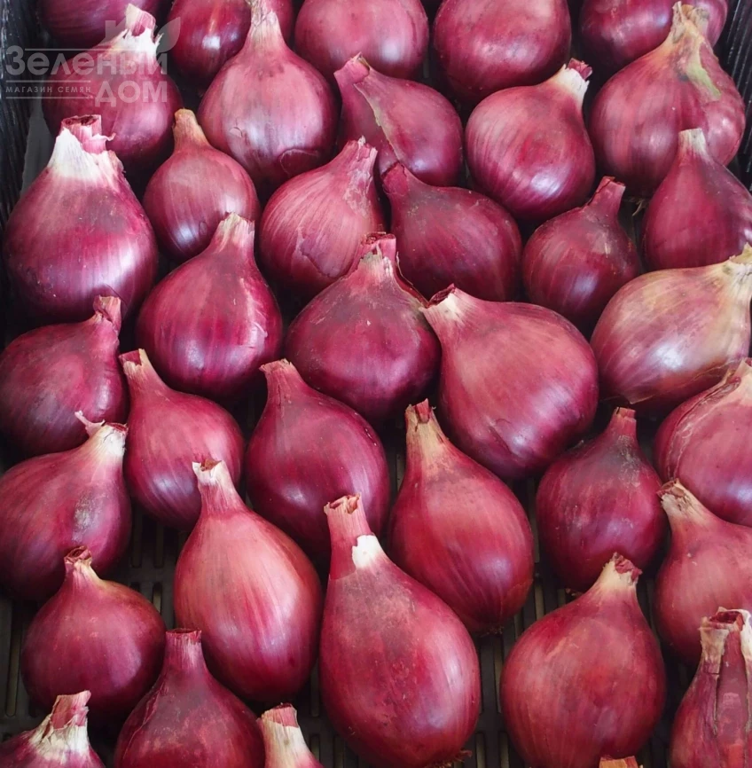 Шелия / Sheliya  фото 1