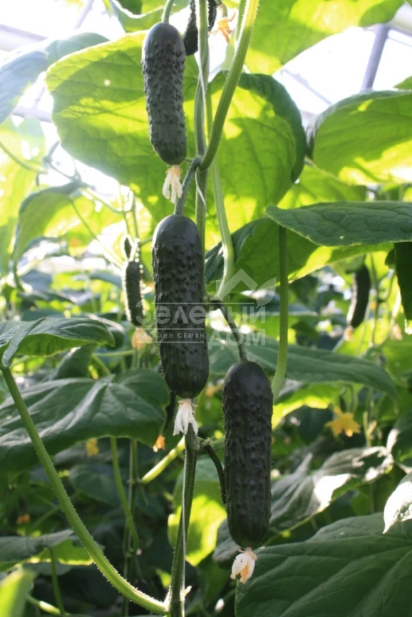 ТС 17-0311 F1 / TS 17-0311 F1 фото 3