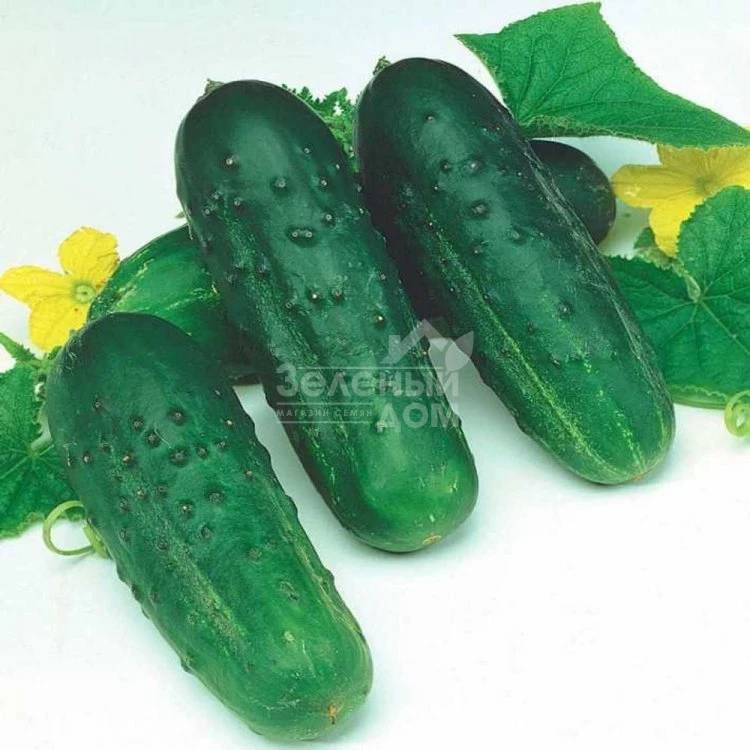 Октопус F1 / Octopus F1,45-48 дней фото 2