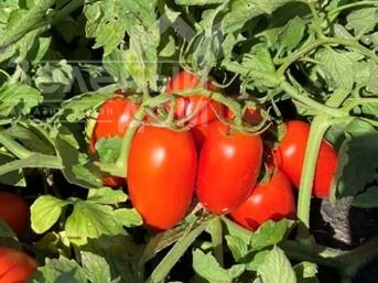 Филикса F1 / Filiksa F1 фото 1