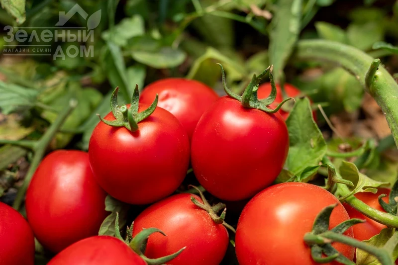 Джеральдина F1 / Dzheraldina F1, 60–65 дней фото 1