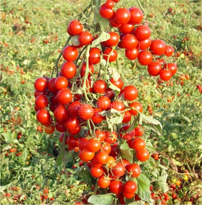 Стромболино F1 / Strombolino F1,105-110 дней фото 1