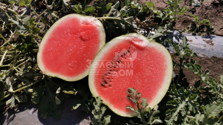 Техас F1 (INX 1724) / Tehas F1 (INX 1724),62-65 дней фото 1