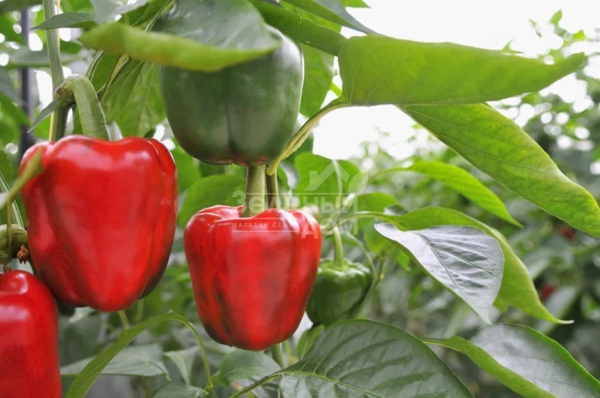 Ред Вондер F1 / Red Wonder F1,60-70 дней фото 1