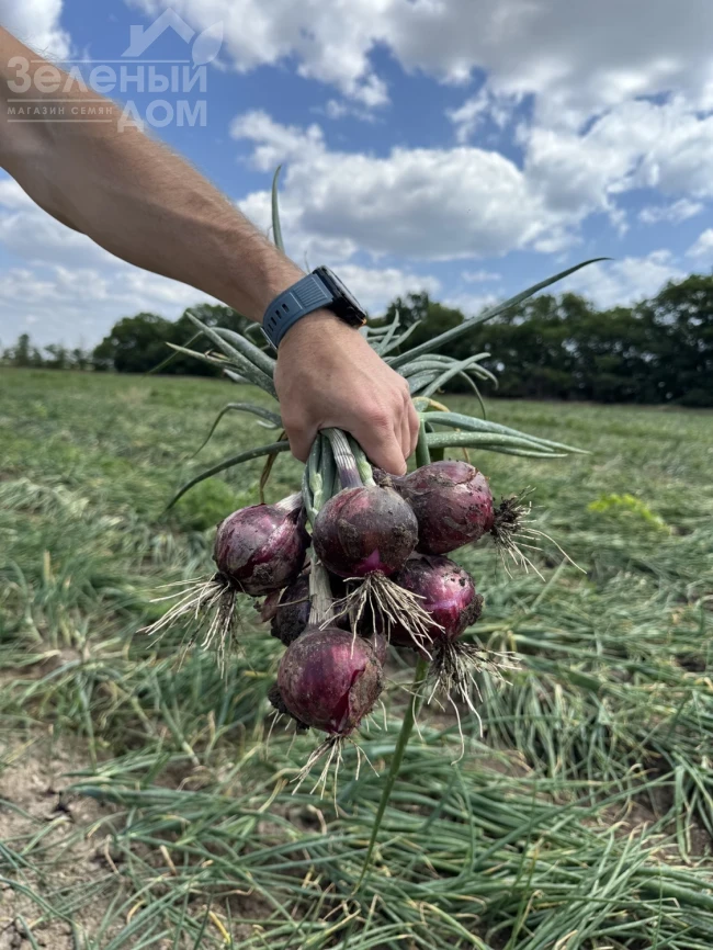Примула F1 / Primula F1, 280-285 дней фото 3