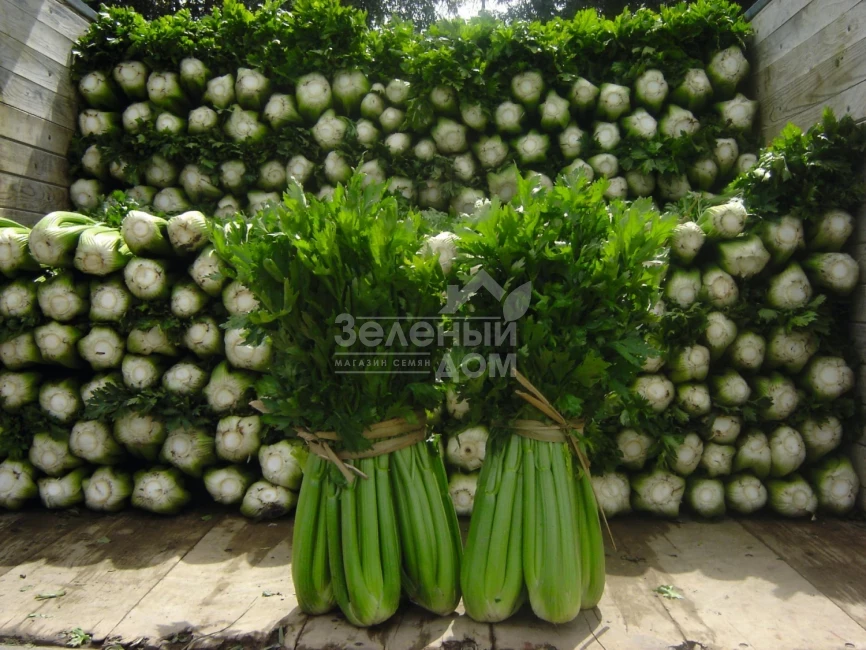 Танго / Tango,80 дней фото 1