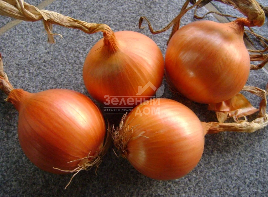 Ироко F1 / Iroko F1 фото 3