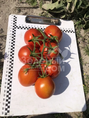 9969 F1 / 9969 F1, 105 дней фото 10