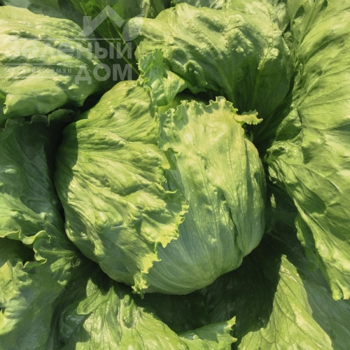 Неферін / Neferin фото 1