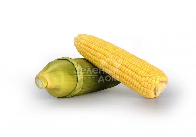 Макарон F1 / Macarone F1, 77-81 день фото 1