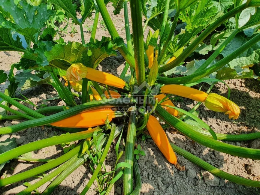 Лемона F1 / Lemona F1, 38-40 дней фото 3