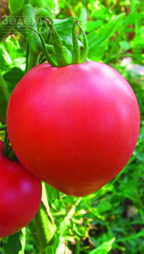 Бычье сердце розовое / Bych'ye serdtse rozovoye, 100-105 дней фото 1