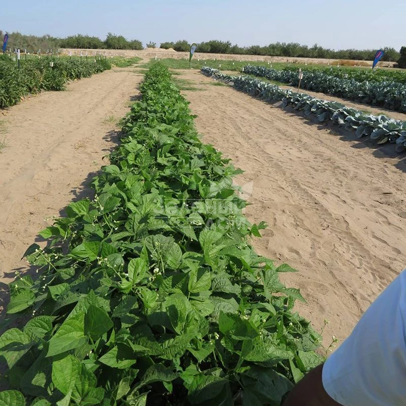 Вера / Vera,50-55 дней фото 2