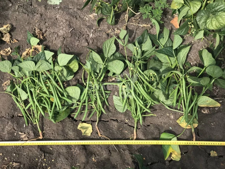 Месси / Messi,58-62 дня фото 2