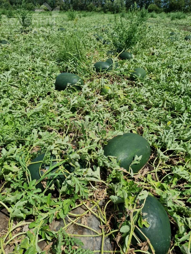 ЦРХ 10510 F1 / CRX 10510 F1 фото 2