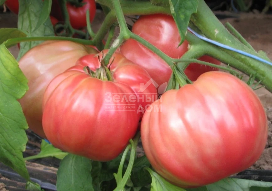 Оксихарт Бельмонте / Oxheart Belmonte фото 1