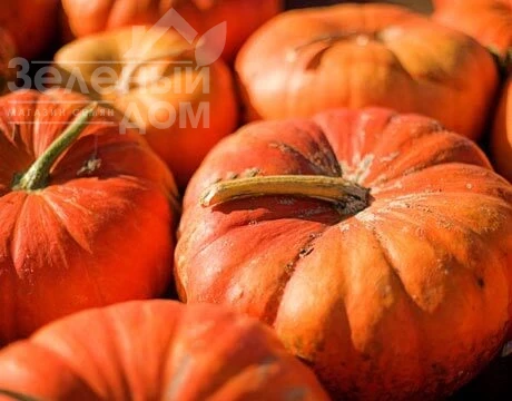 Мускат де Прованс / Muskat de Provans фото 1