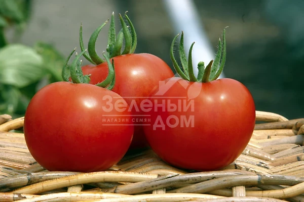 Силуэт F1 / Siluet F1,70-75 дней фото 1