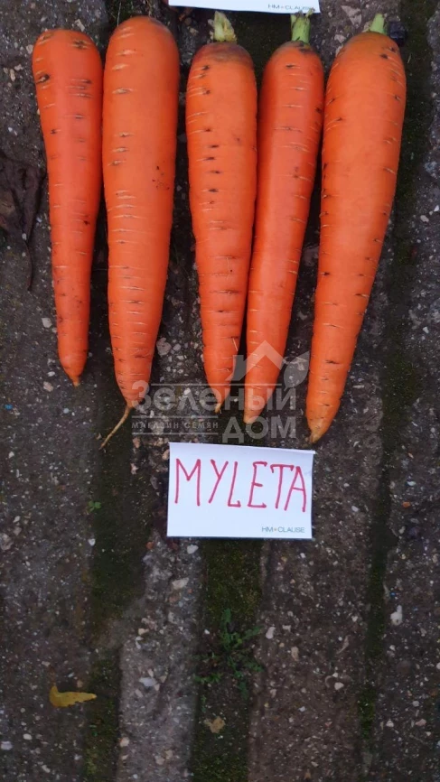 Мулета F1 / Myleta F1,130 дней фото 1