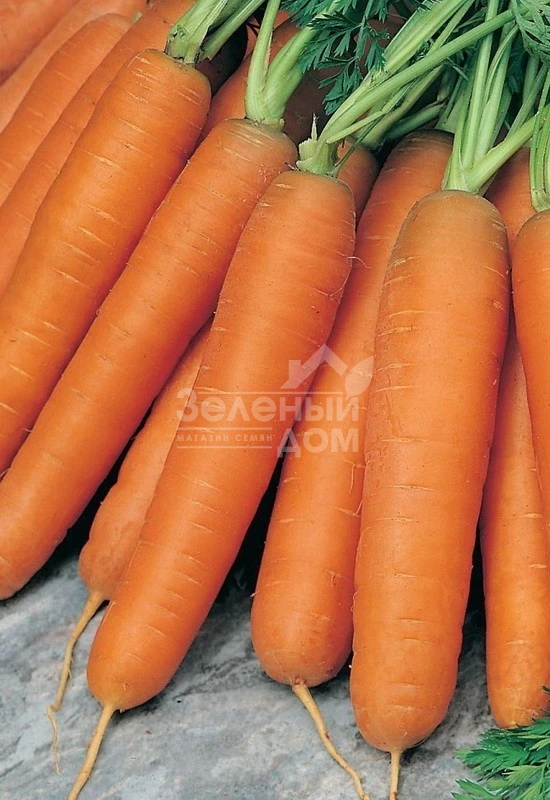 Краска / Kraska,100-110 дней фото 1