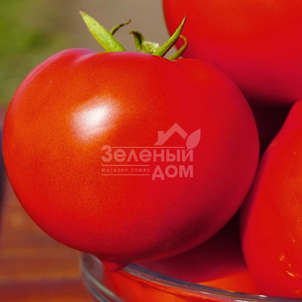 Каста F1 / Kasta F1,55-60 дней фото 1