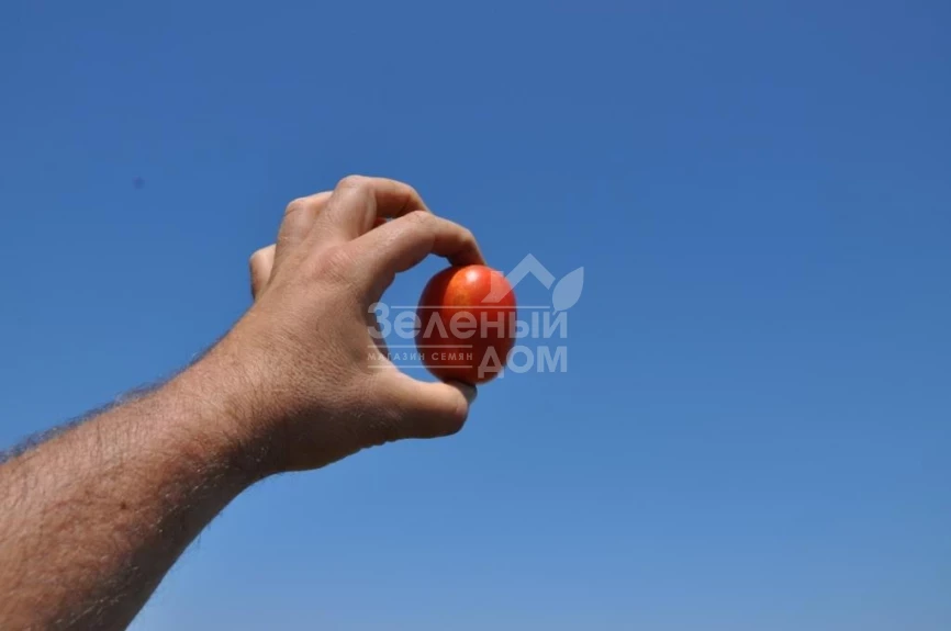 Бостон F1 / Boston F1, 115-120 дней фото 1