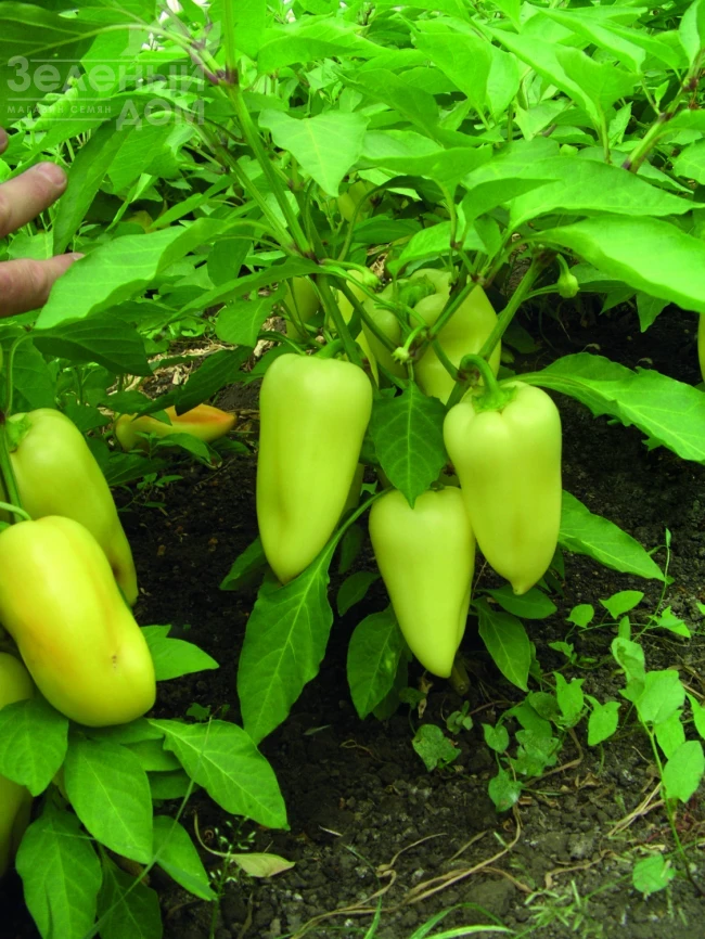 Лумина / Lumina  фото 1