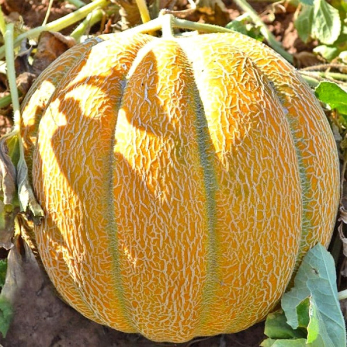 Бест Джамбо / Best Dzhambo фото 1