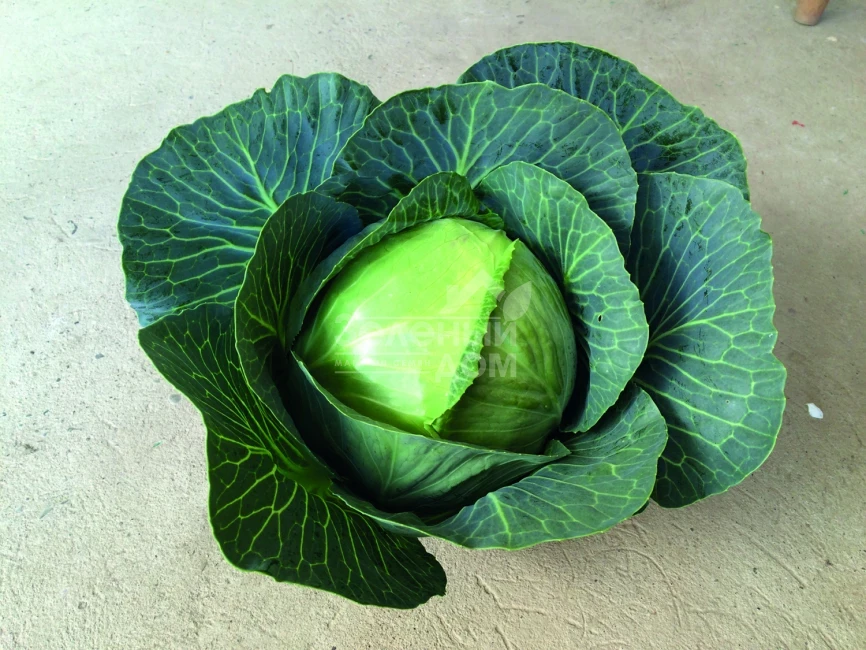 Алтос F1 / Altos F1 фото 1